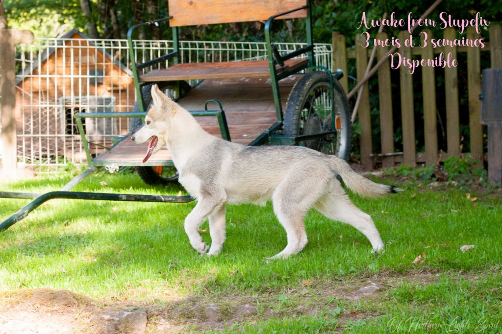 Of Northern Lights Spirit - Chiots disponibles - Siberian Husky