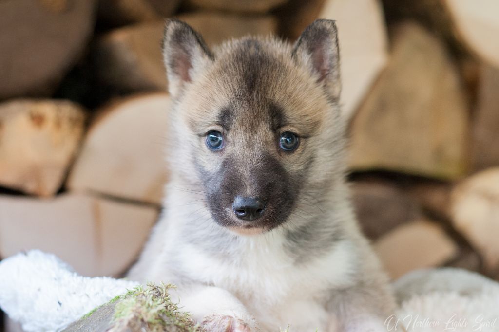 Of Northern Lights Spirit - Chiots disponibles - Siberian Husky