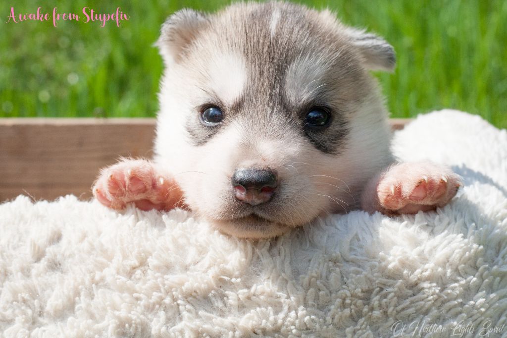 Of Northern Lights Spirit - Chiots disponibles - Siberian Husky