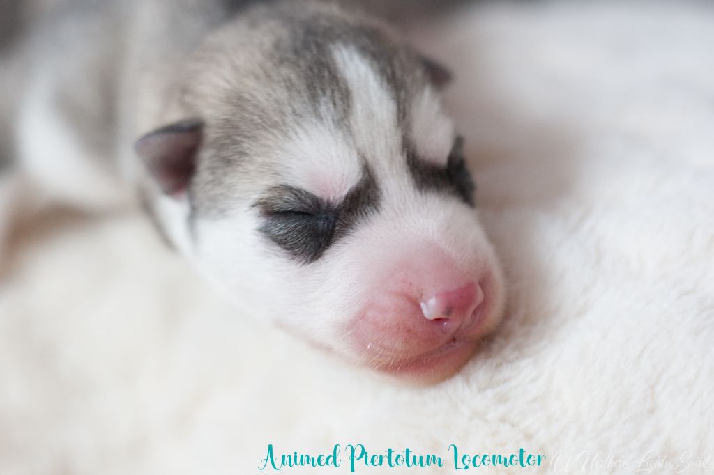 Of Northern Lights Spirit - Chiots disponibles - Siberian Husky