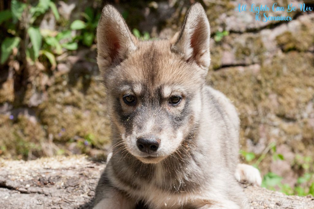 Of Northern Lights Spirit - Chiots disponibles - Siberian Husky