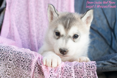 Bloom Under Wolf Moon