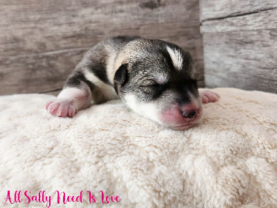 All Sally Need Is Love