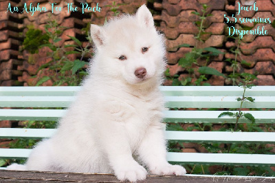 An Alpha For The Pack