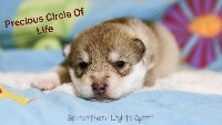 Precious Circle Of Life
