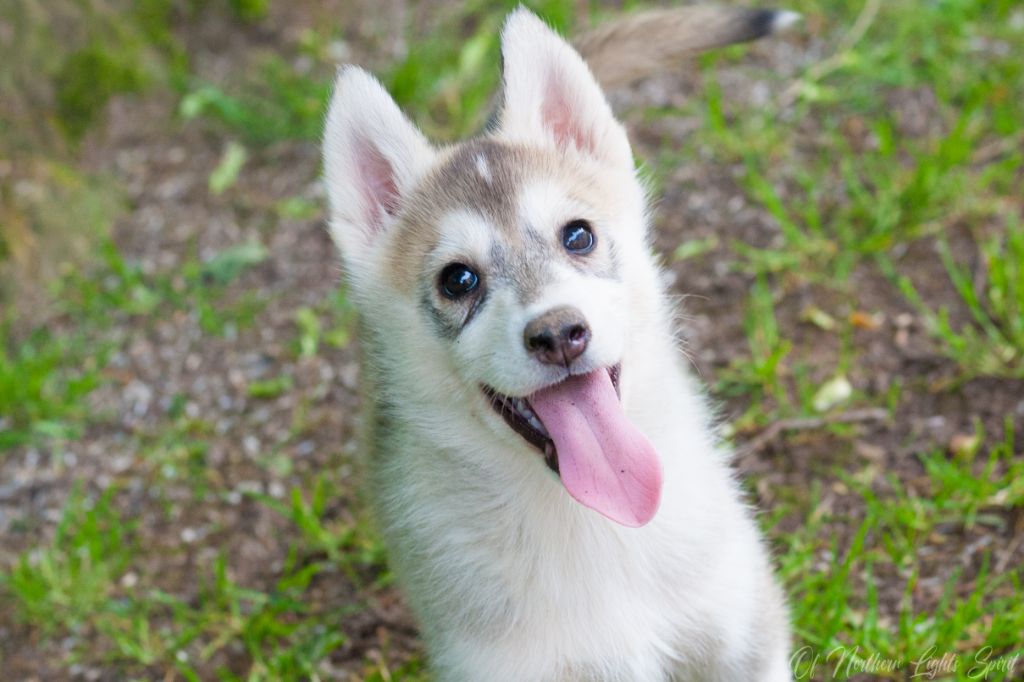 Of Northern Lights Spirit - Chiots disponibles - Siberian Husky
