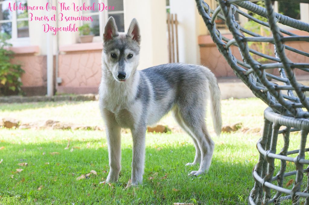 Of Northern Lights Spirit - Chiots disponibles - Siberian Husky