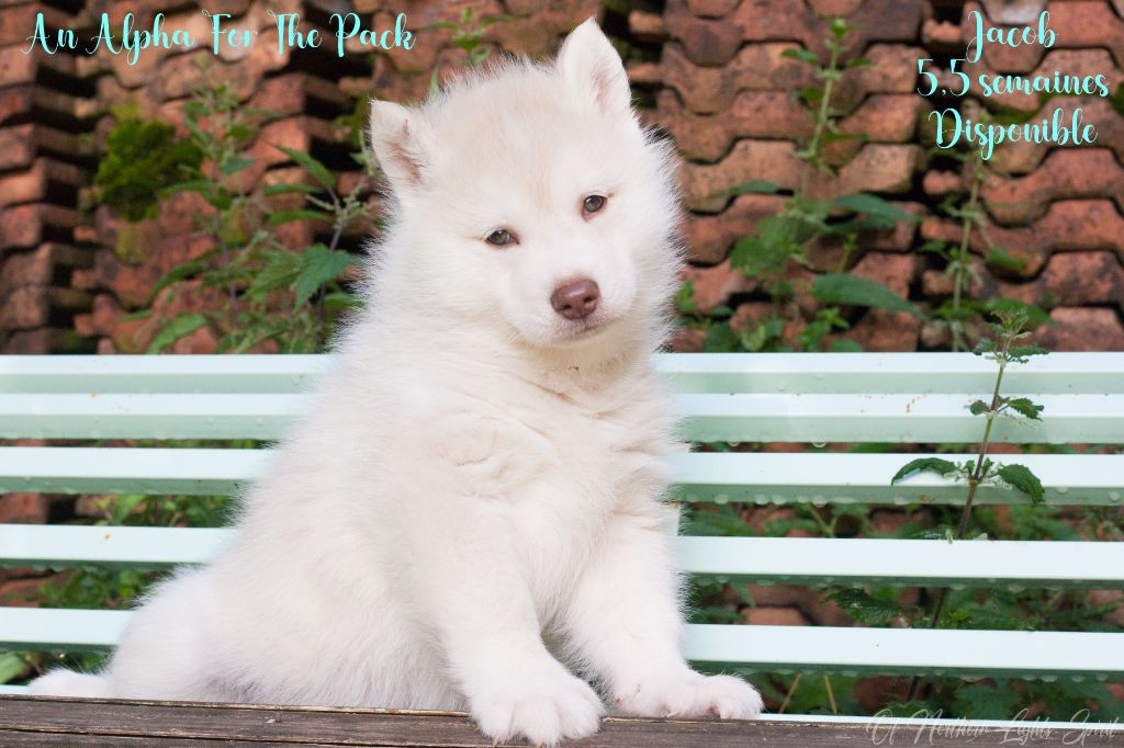 Of Northern Lights Spirit - Chiots disponibles - Siberian Husky