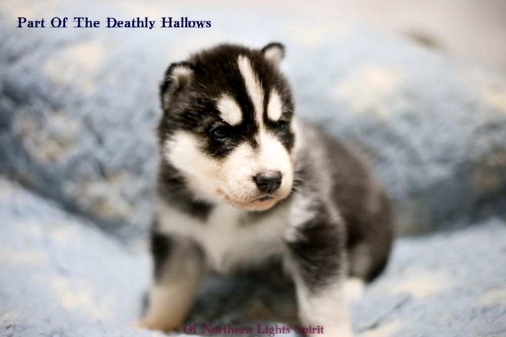 Of Northern Lights Spirit - Siberian Husky - Portée née le 04/04/2019