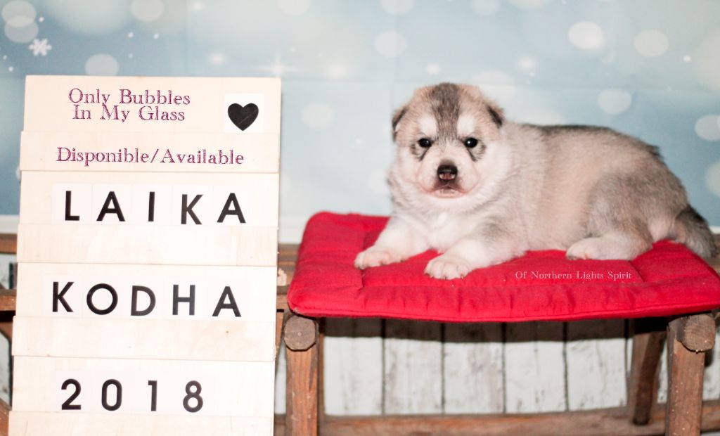 Of Northern Lights Spirit - Siberian Husky - Portée née le 30/12/2018