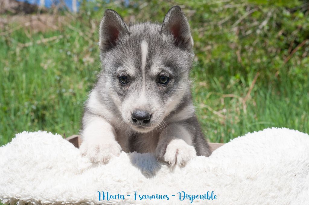 Of Northern Lights Spirit - Chiots disponibles - Siberian Husky