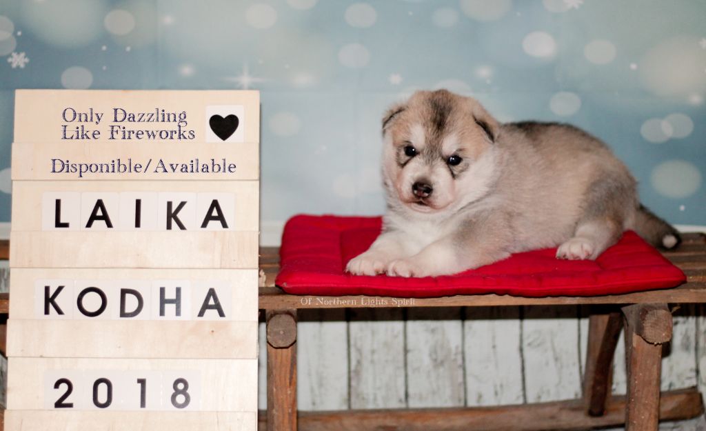 Of Northern Lights Spirit - Siberian Husky - Portée née le 30/12/2018