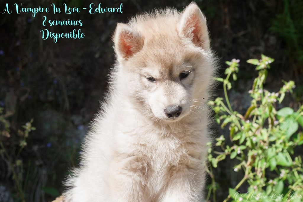 Of Northern Lights Spirit - Chiots disponibles - Siberian Husky