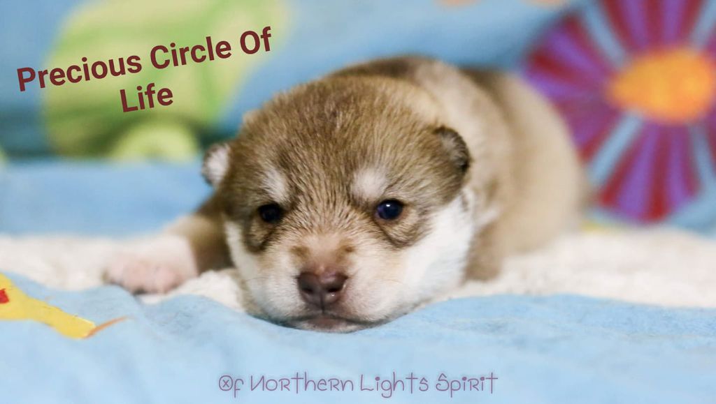 Of Northern Lights Spirit - Siberian Husky - Portée née le 17/12/2019