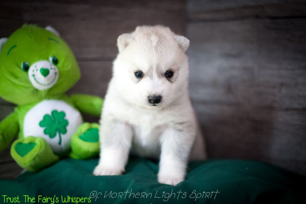 Of Northern Lights Spirit - Siberian Husky - Portée née le 20/03/2022