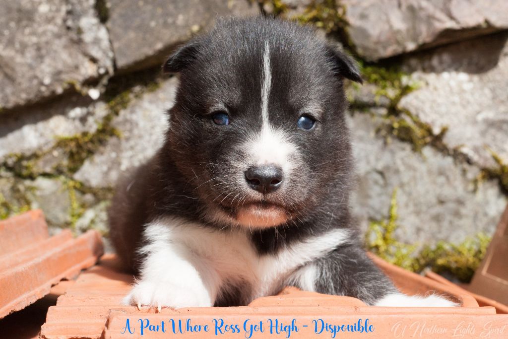 Of Northern Lights Spirit - Chiots disponibles - Siberian Husky