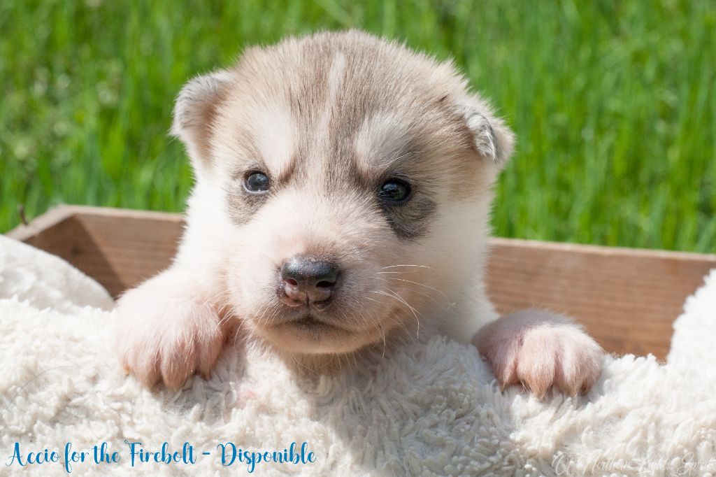 Of Northern Lights Spirit - Chiots disponibles - Siberian Husky