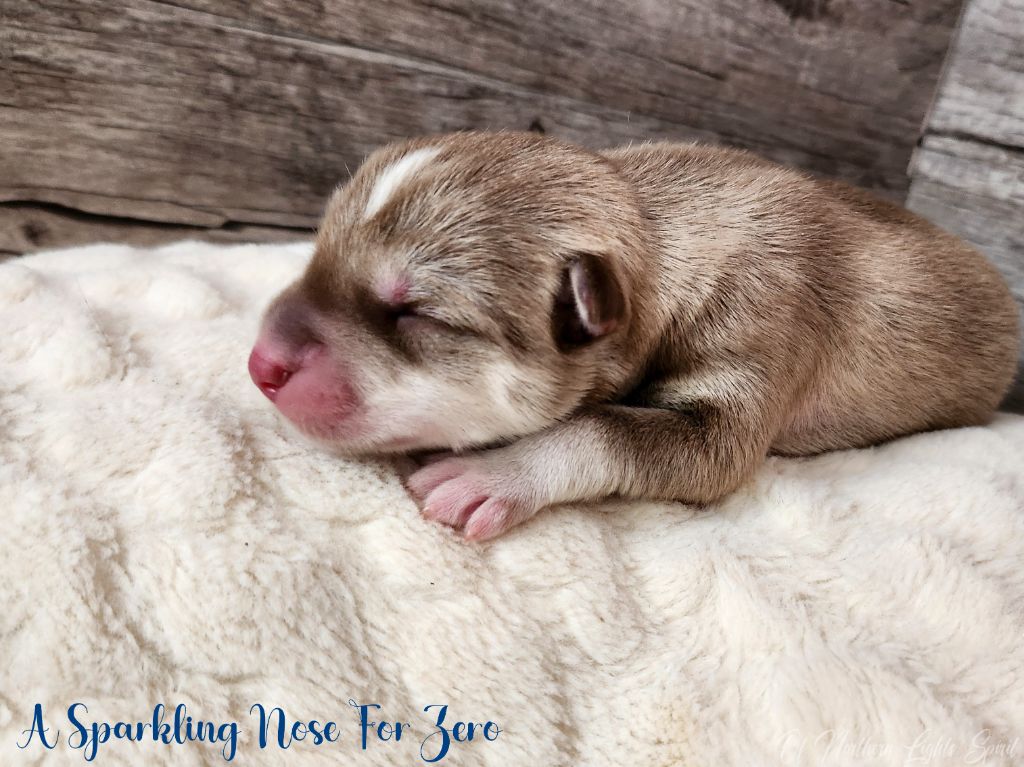 Of Northern Lights Spirit - Siberian Husky - Portée née le 04/01/2025