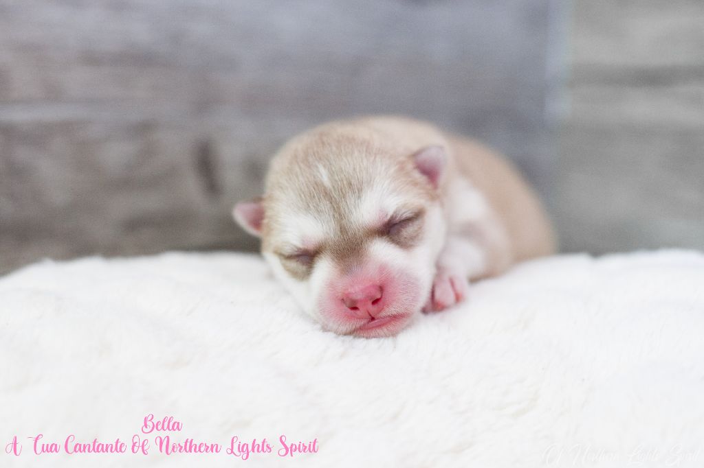 Of Northern Lights Spirit - Chiots disponibles - Siberian Husky