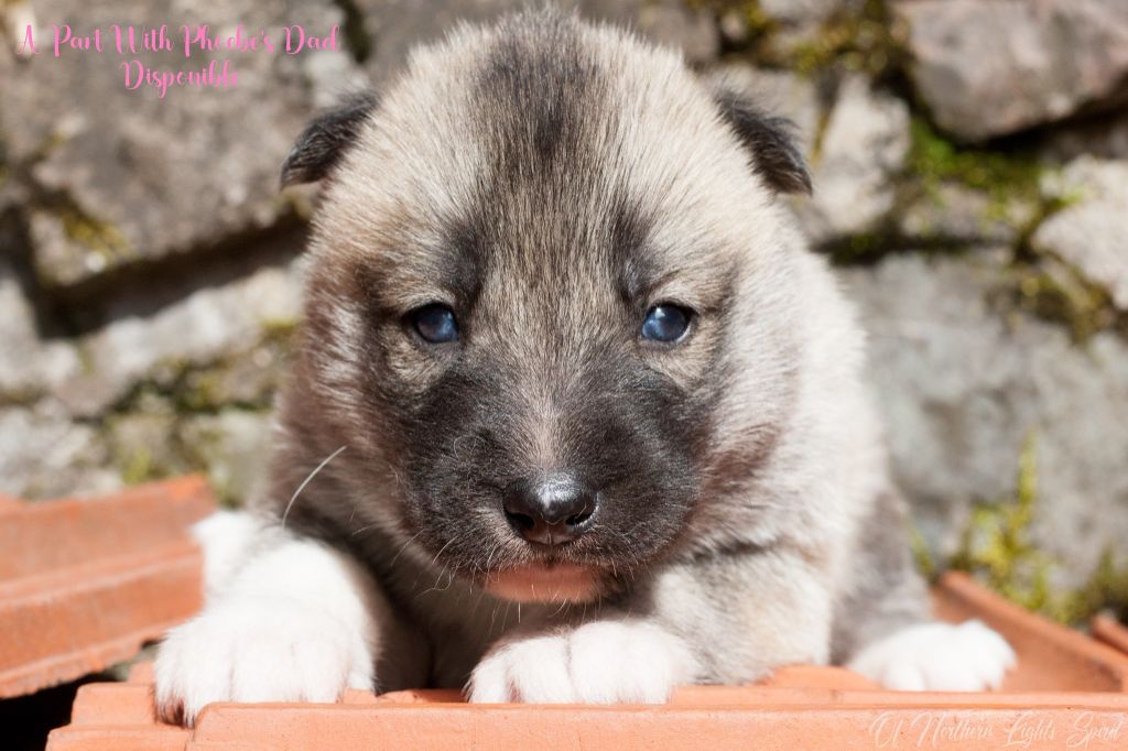 Of Northern Lights Spirit - Chiots disponibles - Siberian Husky